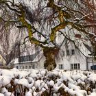 Als es in Köln noch Schnee gab