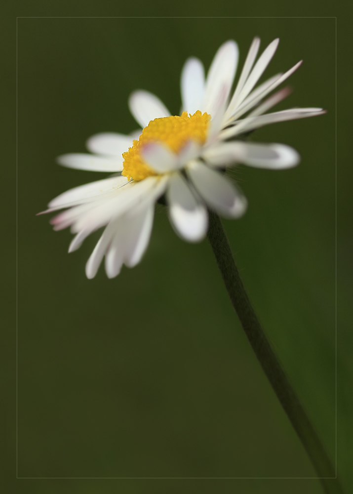 ---Als es noch Frühling war---