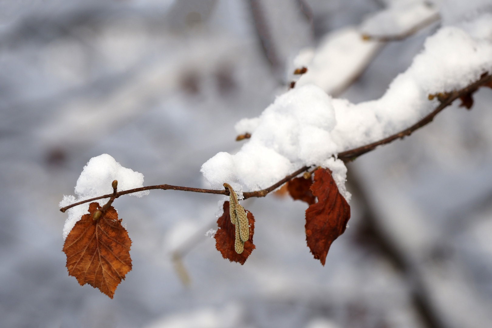 als es noch schnee hatte....