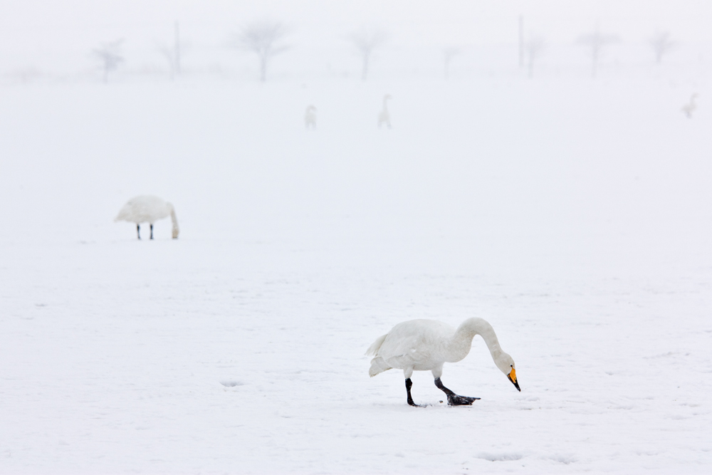 Als es noch Winter gab