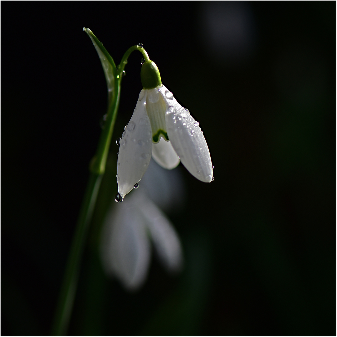 als es schonmal Frühling war...