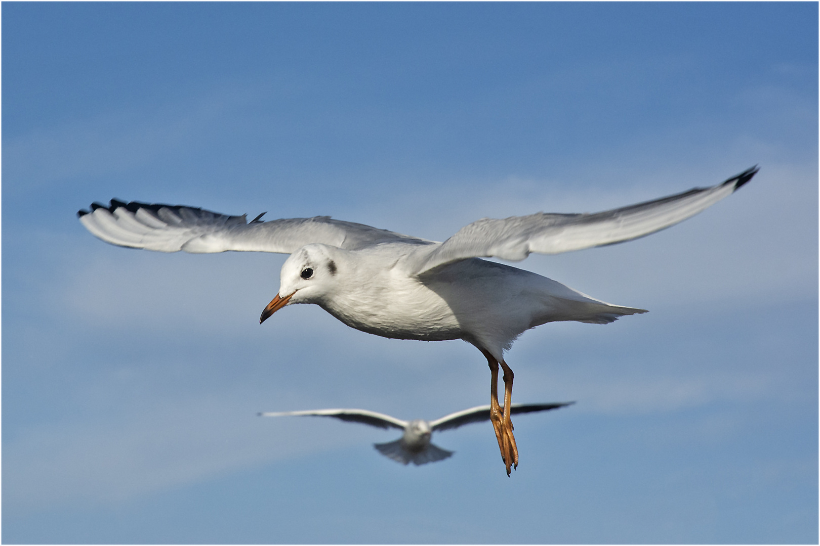 Als Flugakrobaten (1) zeigten sich die . . . 