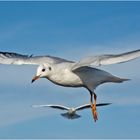 Als Flugakrobaten (1) zeigten sich die . . . 