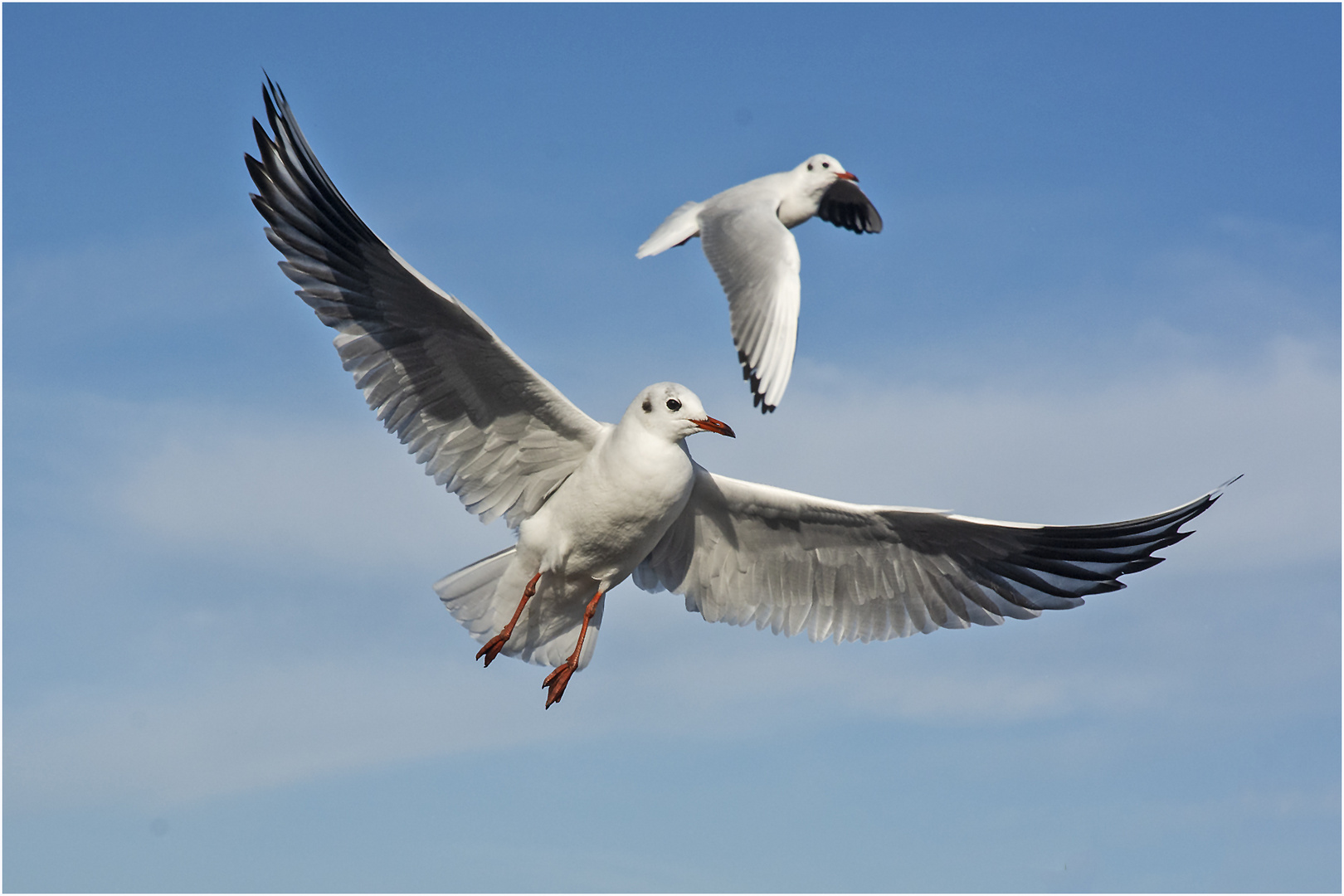 Als Flugakrobaten (2) zeigten sich die . . .