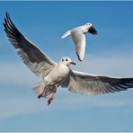 Als Flugakrobaten (2) zeigten sich die . . .