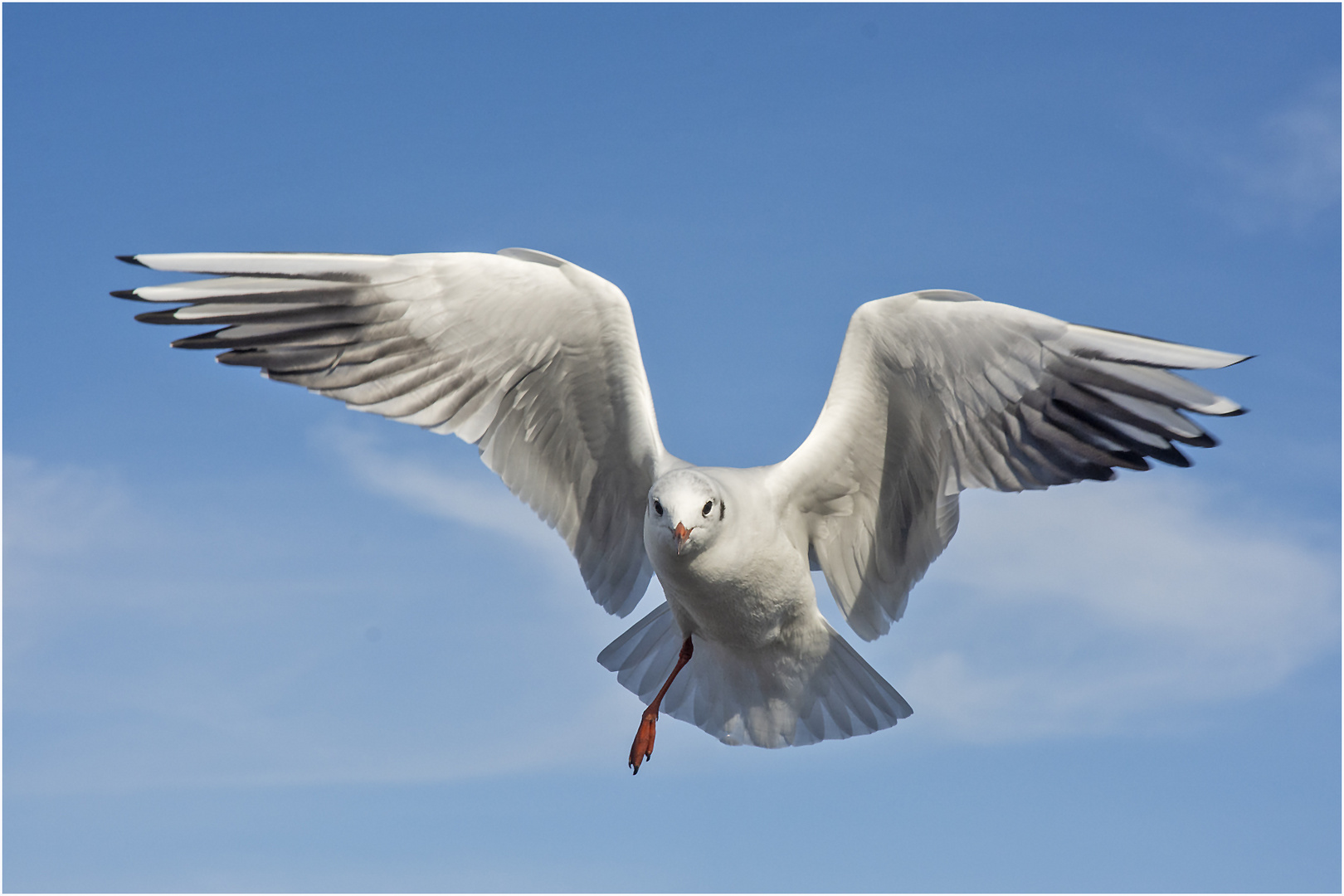 Als Flugakrobaten (3) zeigten sich die . . .