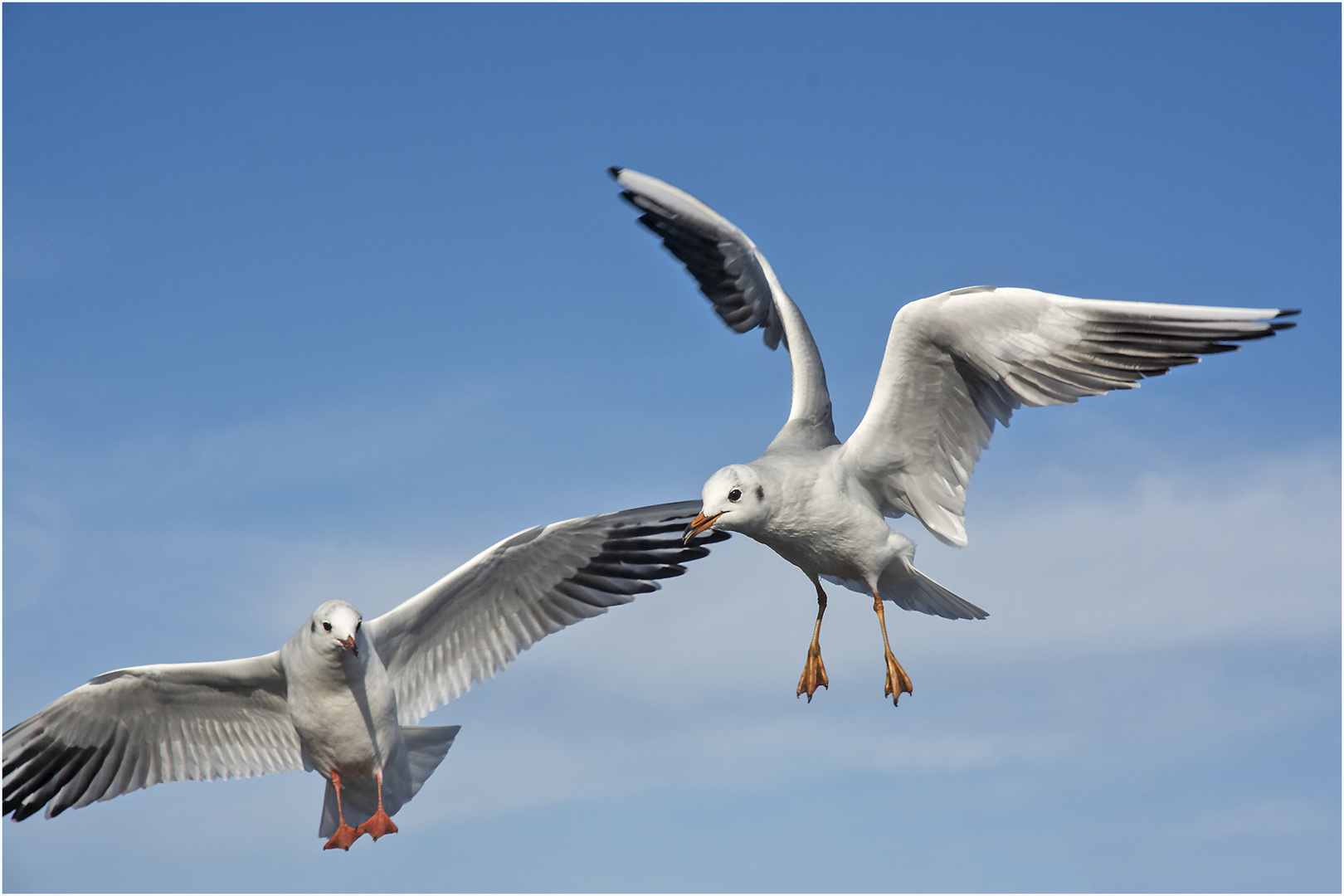 Als Flugakrobaten (4) zeigten sich die . . .