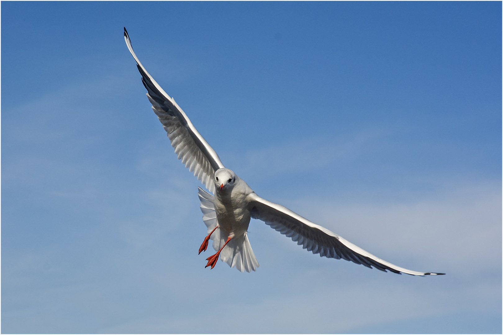 Als Flugakrobaten (5) zeigten sich die . . .