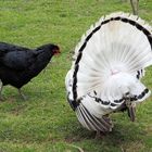 Als Frau Truthahn nicht wollte war das Huhn dran :) 