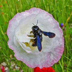 als Gartentier des Jahres...