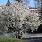 als hätte jemand Zuckerwatte über ihm verteilt