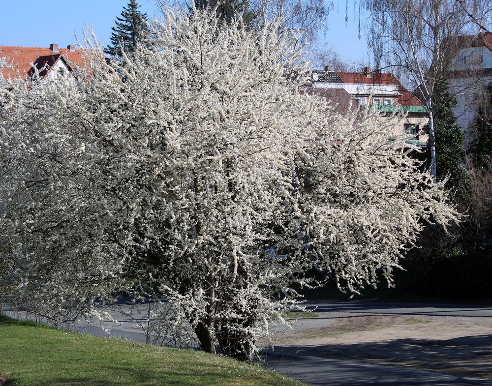 als hätte jemand Zuckerwatte über ihm verteilt