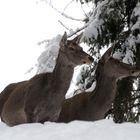 Als hätten sie auf mich gewartet - Hirschkühe