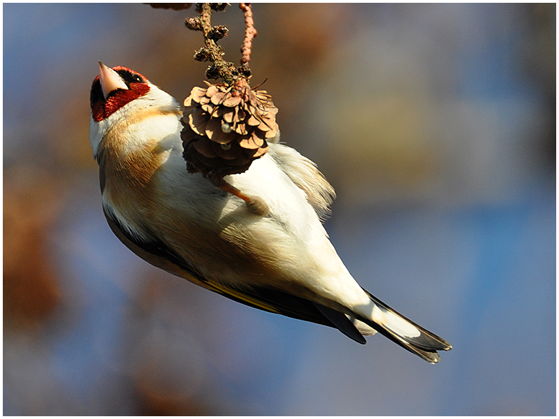 Als "Hambüchen" der Vogelwelt . . .