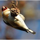 Als "Hambüchen" der Vogelwelt . . .