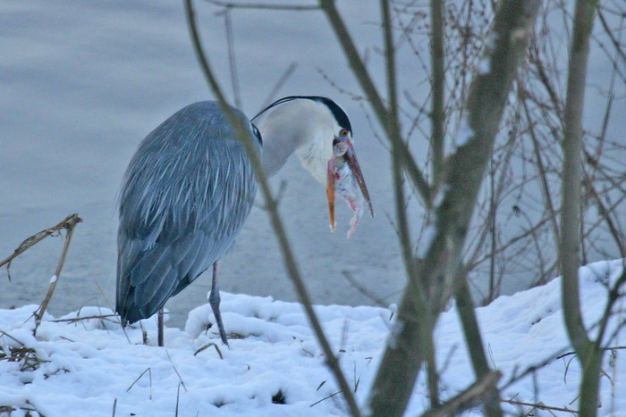 Als Hauptgang: Fisch nach Schneemannart