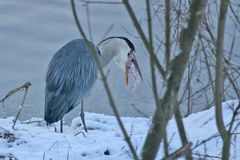 Als Hauptgang: Fisch nach Schneemannart