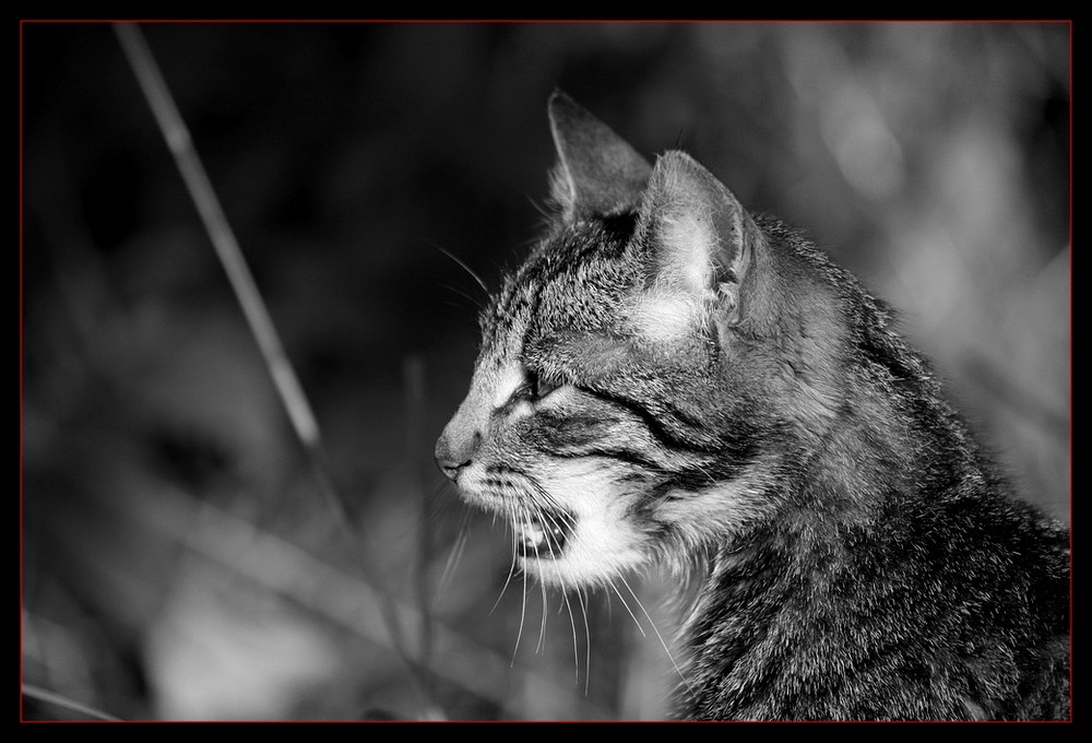 als Haustier geboren, in der Wildnis zu Hause...