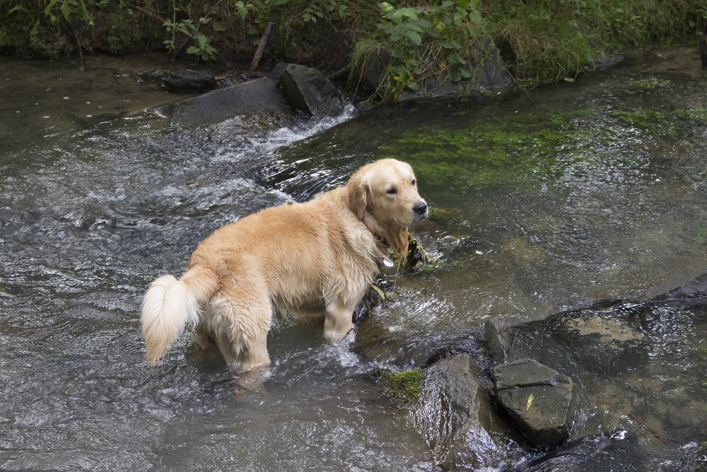 als heller Braunbär kann ich auch gehen,oder?