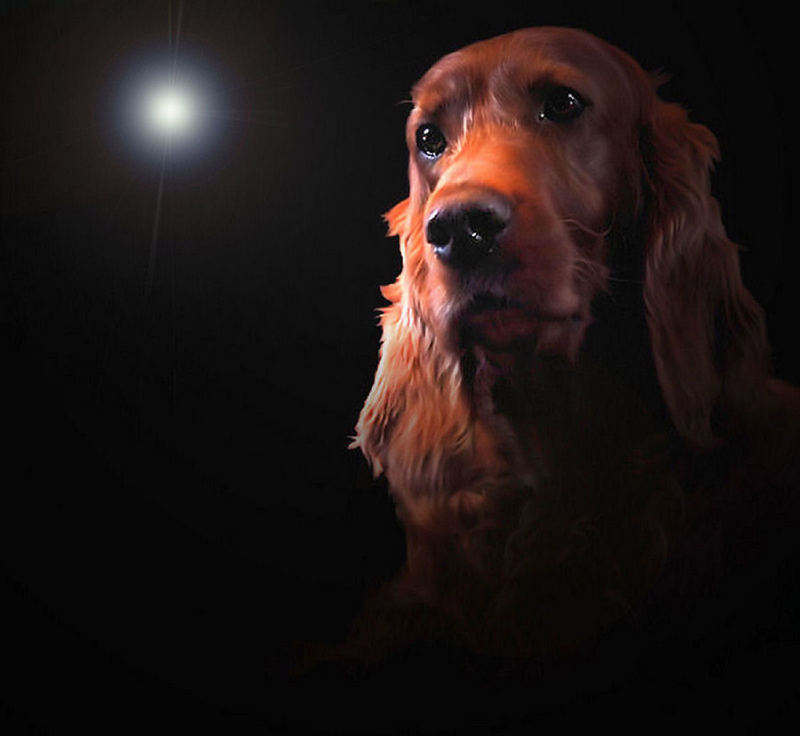 Als Heller Stern Am Hundehimmel Foto Bild Tiere Haustiere Hunde Bilder Auf Fotocommunity