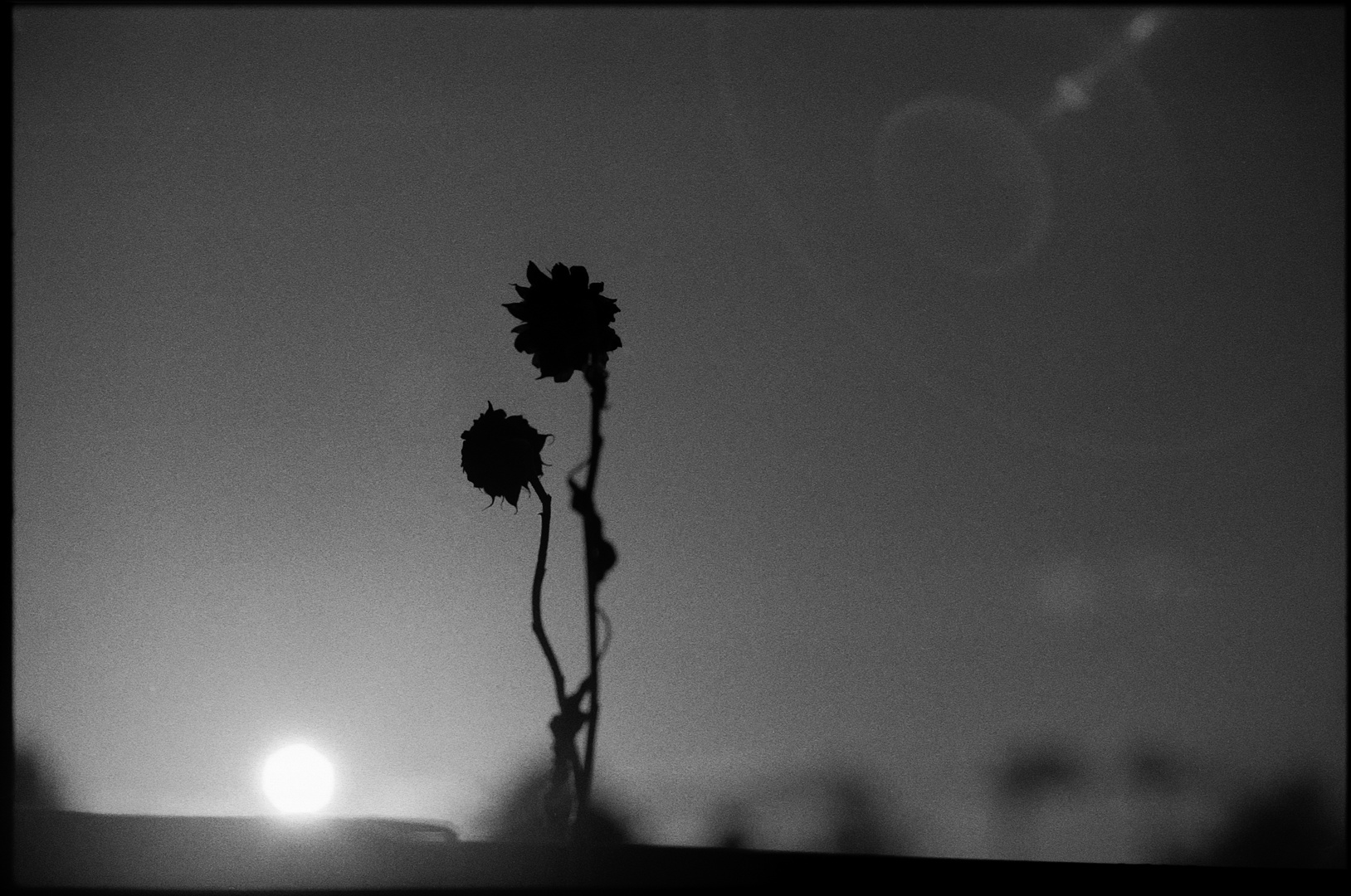 Als Herr und Frau Sonnenblume sich vom Balkon stürzten...