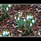 Als heutiges Mittwochsblümchen - Die ersten Schneeglöckchen in diesem Jahr