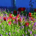 Als heutiges Mittwochsblümchen Rosen und Lavendel