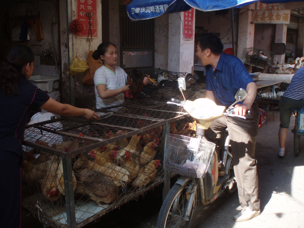 Als Huhn hat man in China nichts zu lachen