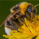 Als Hummelkönigin liebe ich Blütenpollen