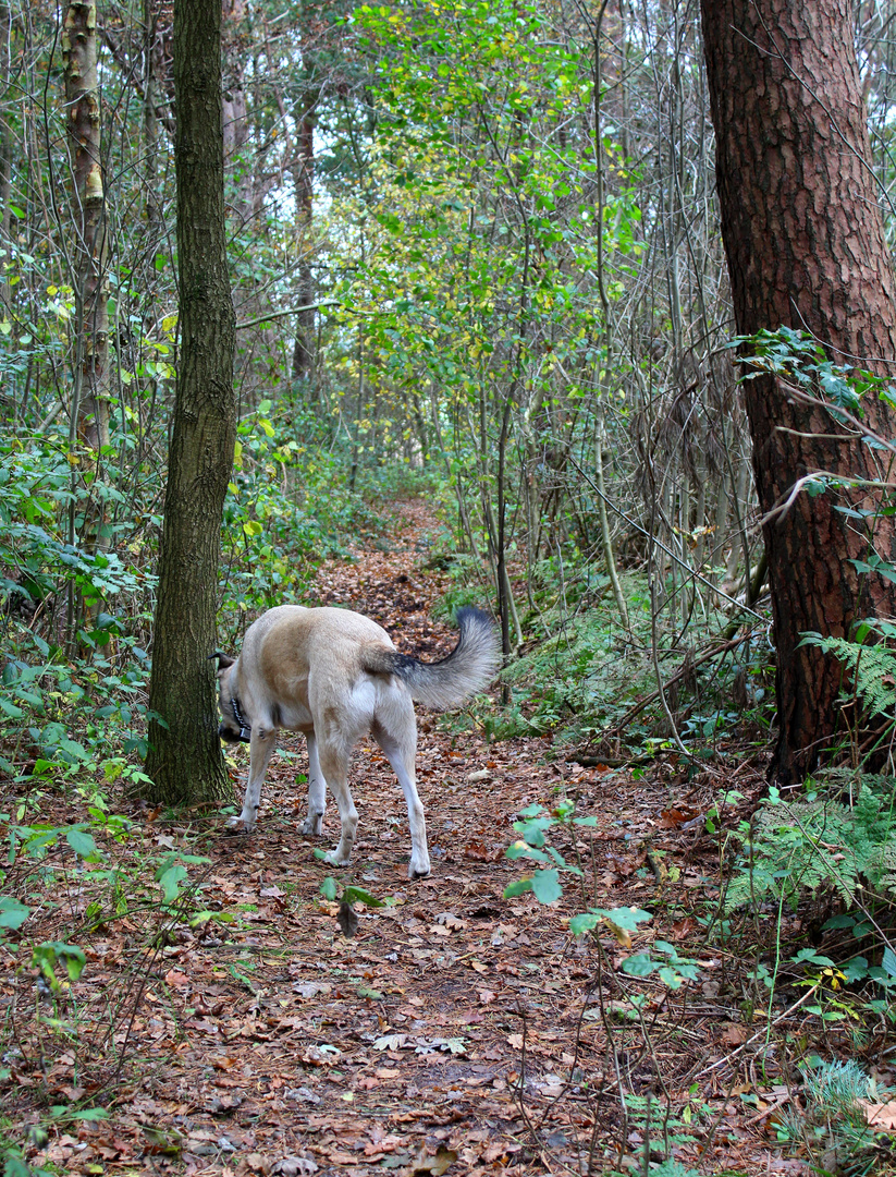 als ich da so im Wald ging ...