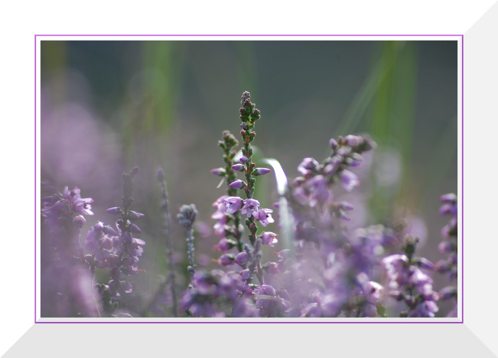 Als ich Dich fand - Blümchen am Wegesrand