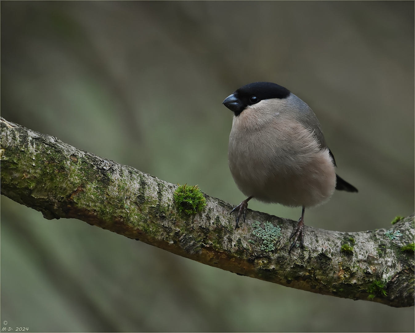 Als ich die Dompfaffdame fotografierte ...