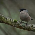 Als ich die Dompfaffdame fotografierte ...