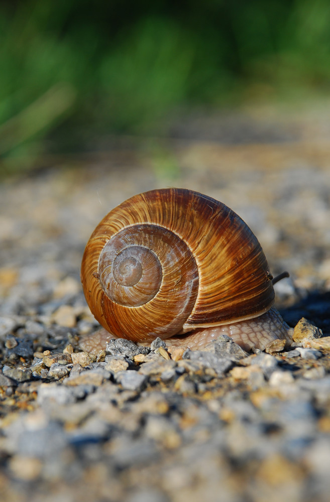 Als ich die Schnecke traf ...