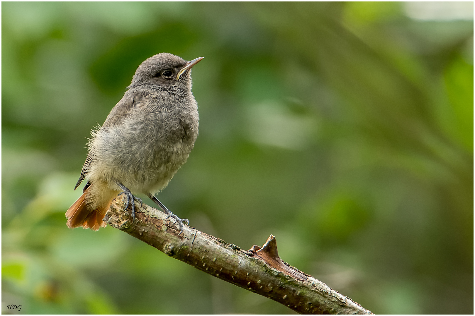 Als ich diesen Hausrotschwanz Jungvogel ... 