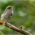 Als ich diesen Hausrotschwanz Jungvogel ... 