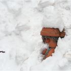 Als ich heute vormittags im Garten alleine Schnee schaufelte ...