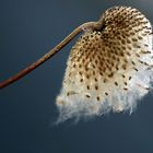 als ich mit der Gartenschere kam, ließ sie den Kopf hängen