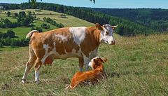 Als ich noch in der Veterinärmedizin nach dem Studium vor 50 Jahren unterwegs war...