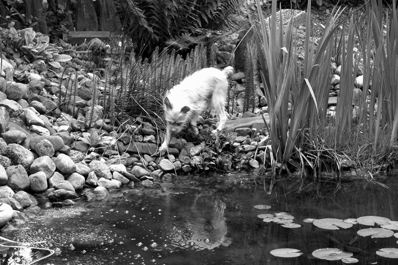 Als ich versonnen am Teich spielte...