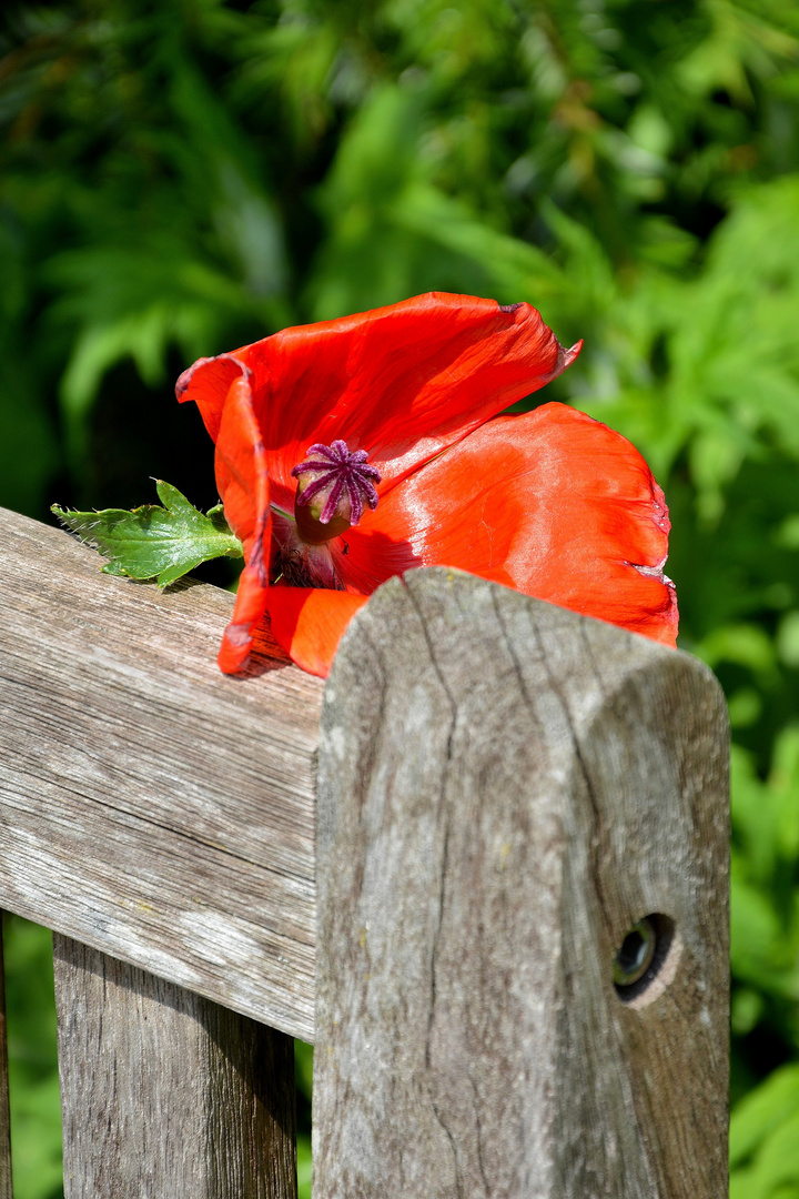 Als im Mai der Mohn blühte