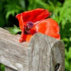 Als im Mai der Mohn blühte