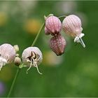 ...als Kinder haben wir die Blühten zum Schnellen verwendet....lang her :-))