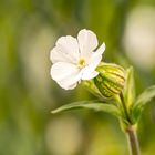 Als Kinder nannten wir sie Knallblumen 