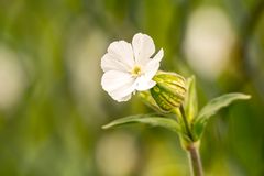 Als Kinder nannten wir sie Knallblumen 