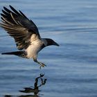 Als Krähe getarnter Seeadler