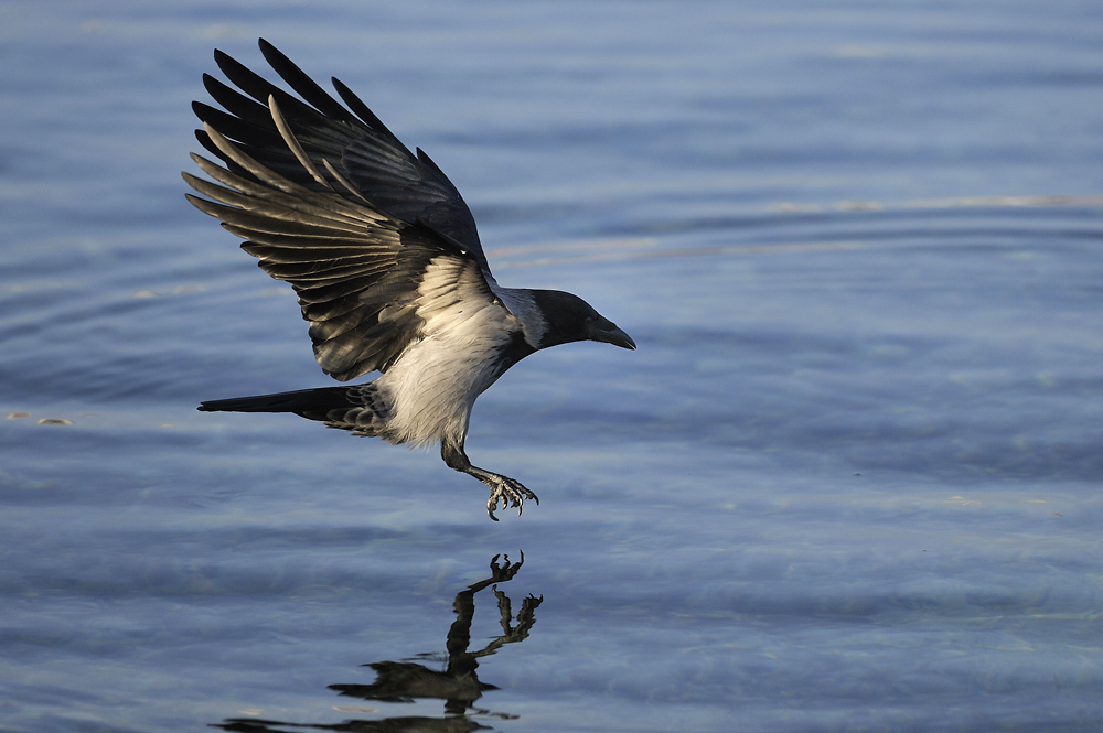 Als Krähe getarnter Seeadler