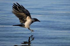 Als Krähe getarnter Seeadler