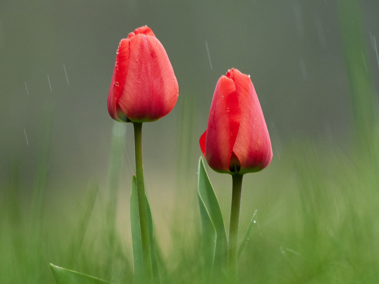 Als Leuchtpunkt erfreut die Tulpe im Regen