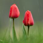 Als Leuchtpunkt erfreut die Tulpe im Regen